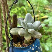 虹の玉,星美人,夏野菜たち,シノクラッスラ・インディカ,多肉中毒の画像