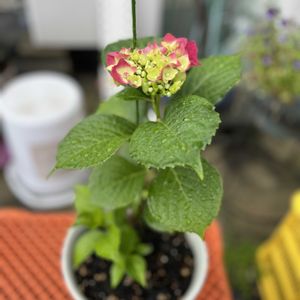アジサイ,挿し木,梅雨,紫陽花 アジサイ あじさい,ガーデンネックレス横浜2025コンテストの画像