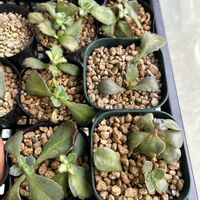 胡蝶の舞,胡蝶の舞,ピンクプリティ,ピンクプリティ,多肉植物の画像