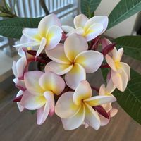 プルメリア,プルメリア,観葉植物,お花,ブーケの画像