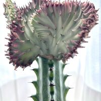 マハラジャ,ユーフォルビア マハラジャ,多肉植物,ユーフォルビア,窓辺の画像