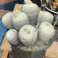 小人の帽子,小人の帽子,多肉植物の花芽,花芽！,キャンディケインの画像