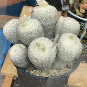 小人の帽子,小人の帽子,多肉植物の花芽,花芽！,キャンディケインの画像