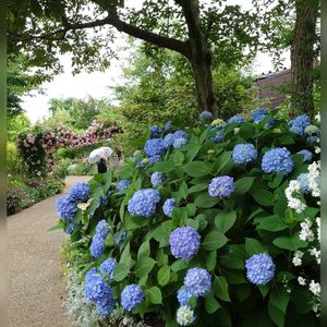 アジサイ,オリエンタルポピー,可愛い,紫陽花 アジサイ あじさい,イングリッシュガーデンの画像