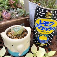 多肉植物,GS日和,梅雨だねぇ,ぞうさんのあたまの画像