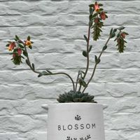 ミニマ,多肉植物,エケベリア属,お花,可愛いの画像