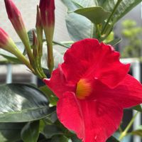 マンデビラ,マンデビラ,可愛い♡,スマホ撮影加工なし,花の15年組の画像