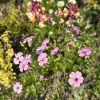 キンセンカ,アマ,リナリア,ミックスフラワーの種,千鳥草の画像