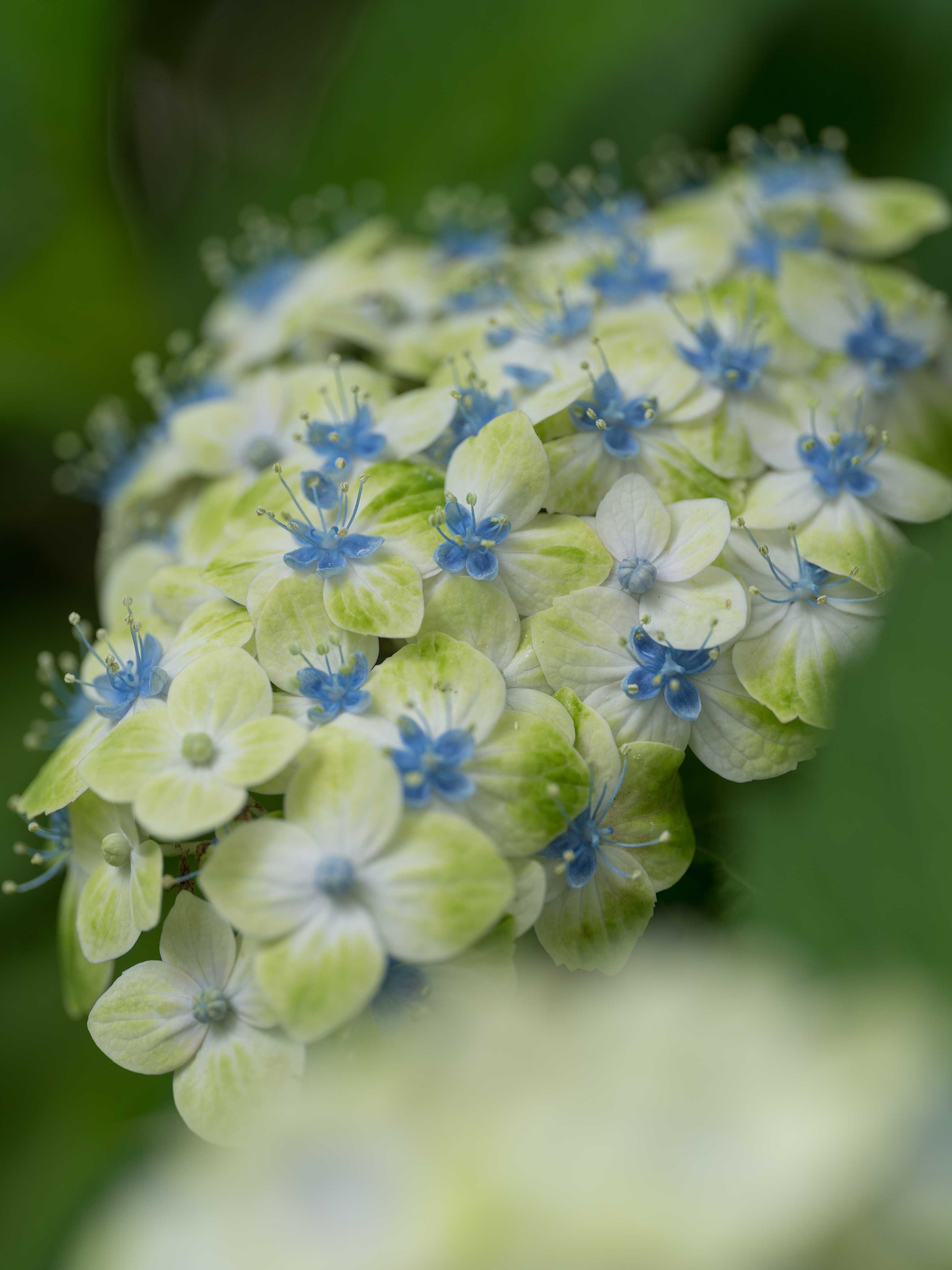 エスメラルダの一覧｜🍀GreenSnap（グリーンスナップ）