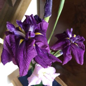 菖蒲,ショウブの画像