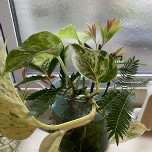 水栽培,挿し木から成長の画像
