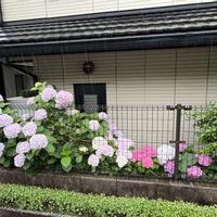 アジサイ,紫陽花,アナベル,ピンクのアナベル,紫陽花　あじさい　アジサイの画像