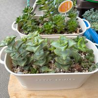 星の王子,愛星,星の王子様,多肉植物,多肉中毒の画像