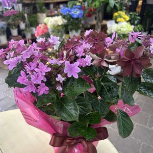 紫陽花 ダンスパーティー,紫陽花 ダンスパーティー,プレゼント,お祝い花,今日のお花の画像