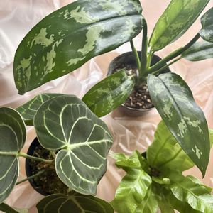 アスプレニウム エメラルドウェーブ,アグラオネマ・マリア,アンスリウム クラリネルビウム,観葉植物,鮮やか の画像