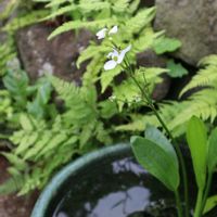 ハス,睡蓮,ナガバオモダカ,温帯スイレン,ナガバミズアオイの画像