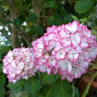 アジサイ,アジサイ,ハイドランジア,紫陽花,アナベルの画像