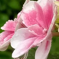 天使の雫,アジサイ ひな祭り,紫陽花 ひなまつり,天竜千鳥,天竜千鳥の画像