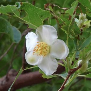 ヒメシャラ,植栽,ツバキ科,東京都農林総合研究センター,われら樹木探検隊の画像