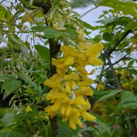 キングサリの画像