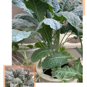 カーボロネロ,カーボロネロ,水耕栽培,種から,無農薬野菜の画像