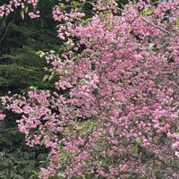 アジサイ,カシワバアジサイ,ニリンソウ,ハナカイドウ,ヤマトグサの画像