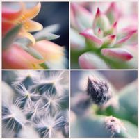 メビナ,青い渚,サボテンのつぼみ,多肉植物,エケベリア属の画像