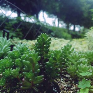 多肉植物,セダム属,多肉地植え,庭の画像