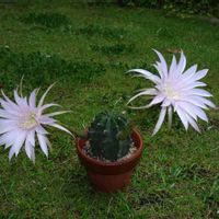 短毛丸,多肉植物,観葉植物,100均,ダイソーの画像