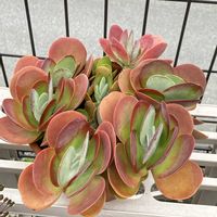 デザートローズ,唐印,カランコエ デザートローズ,多肉植物の画像