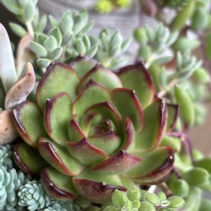 ピンクプリティ,レッドモラン,レッドモラン,多肉寄せ植え,ベランダガーデニングの画像