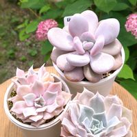 エケベリア　モナ,エケベリア　モナ,ラールラ,ラールラ,多肉植物の画像