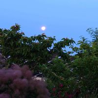 スモークツリー,スモークツリー,バラ 安曇野,バラ 安曇野,スモークツリーの花の画像