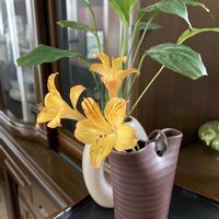アルストロメリア,花のある暮らし,おうち園芸の画像
