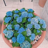 スミレ,紫陽花,紫陽花,ビオラ,東京の画像