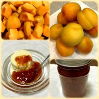 アンズ,杏 信州大実,収穫,実がなる,食べる楽しみの画像