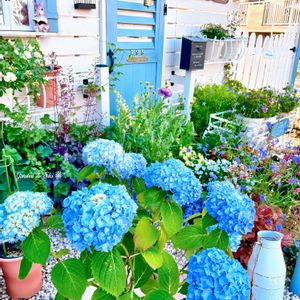 アジサイ,紫陽花,四季咲きアジサイ 霧島の恵,ピエールドゥロンサール,ラグランジア ブライダルシャワーの画像