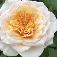 バラ,イングリッシュローズ,薔薇,バラ イングリッシュ ガーデン,バラ イングリッシュ ガーデンの画像