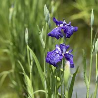 アヤメ,ハナショウブ,ハナショウブ,ハナショウブ,ハナショウブの画像