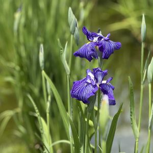 アヤメ,ハナショウブ,ハナショウブ,ハナショウブ,ハナショウブの画像