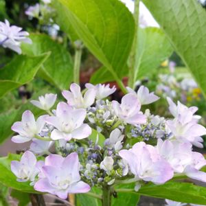 アジサイ（紫陽花）,ハイドランジア　空海,寄せ植え,鉢植え,庭の画像