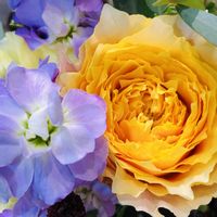 バラ,薔薇,薔薇,バラ(黄),バラ(黄)の画像
