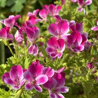 プリムラオブコニカ,ジキタリス,ペラルゴニウム グランパッソ スウィートピンク,ジキタリス ドッティパープル,鉢植えの画像