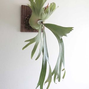 シダ,ビカクシダ ウィリンキー,観葉植物,シダ植物,グリーンインテリアの画像