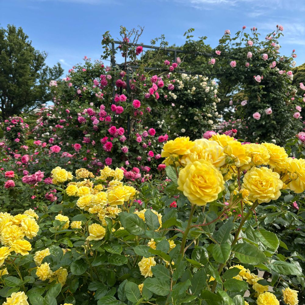 レモン茶さんの港の見える丘公園への投稿