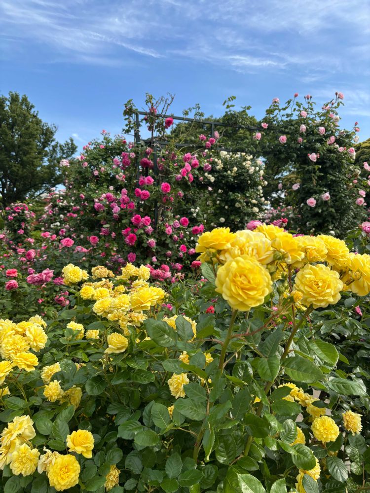 レモン茶さんの港の見える丘公園への投稿