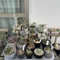 アロエ,アガベ,多肉植物,ユーフォルビア,ベランダの画像