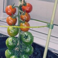 ミニトマト,千果,鉢植え,タキイ,家庭菜園の画像