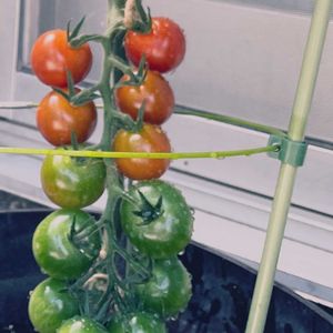 ミニトマト,千果,鉢植え,タキイ,家庭菜園の画像