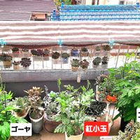 スイカ,紅こだまスイカ,小玉スイカ,沖縄長レイシ,ダイソーの画像